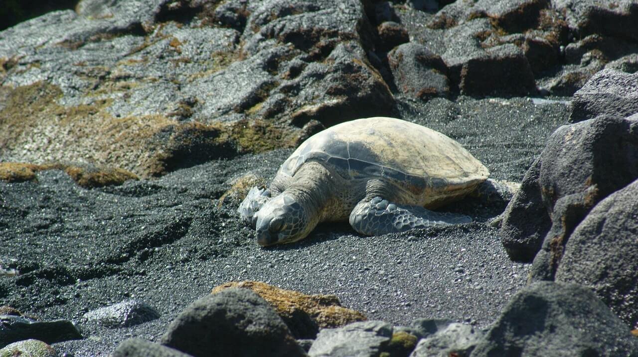 krachtdieren-schildpad